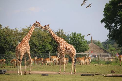 Tempat Safari Alam Liar Paling Keren di Dunia